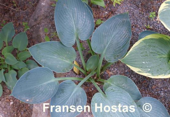 Hosta Betcher's Blue